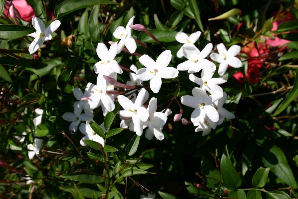 Jasmine-Weed